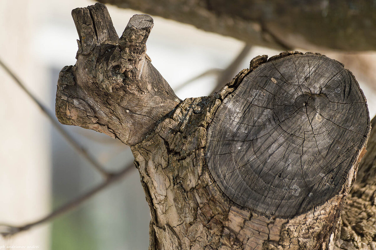*** - Андрей Андрианов