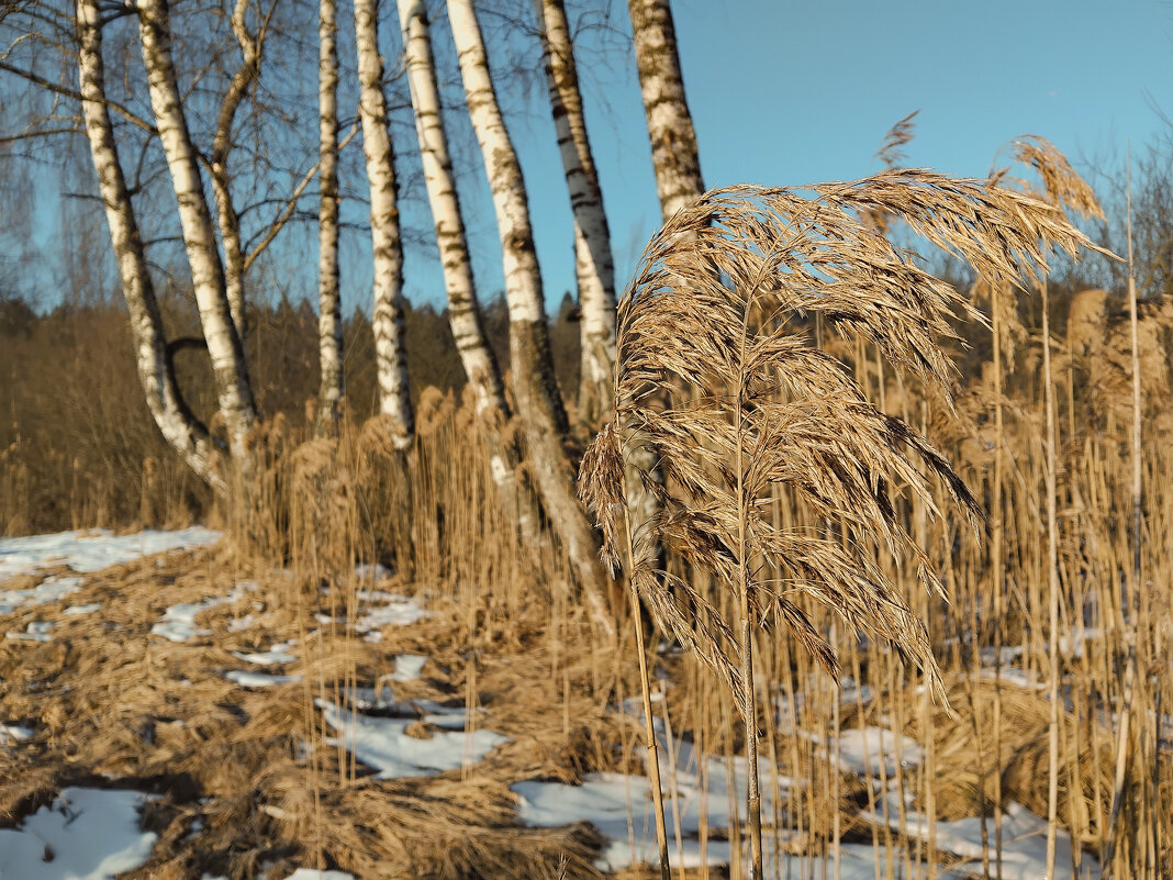 Березки - Аннушка 