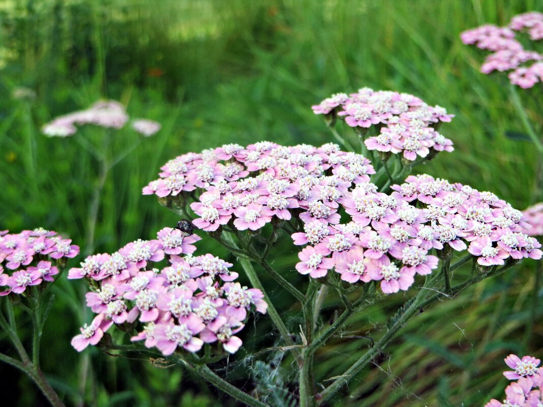 ЛЕТО - марта Камушкина