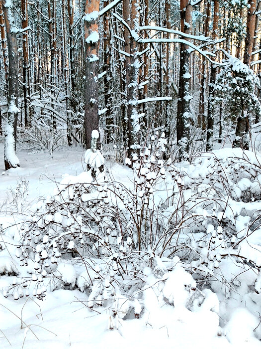 Январь в лесу - Елена 