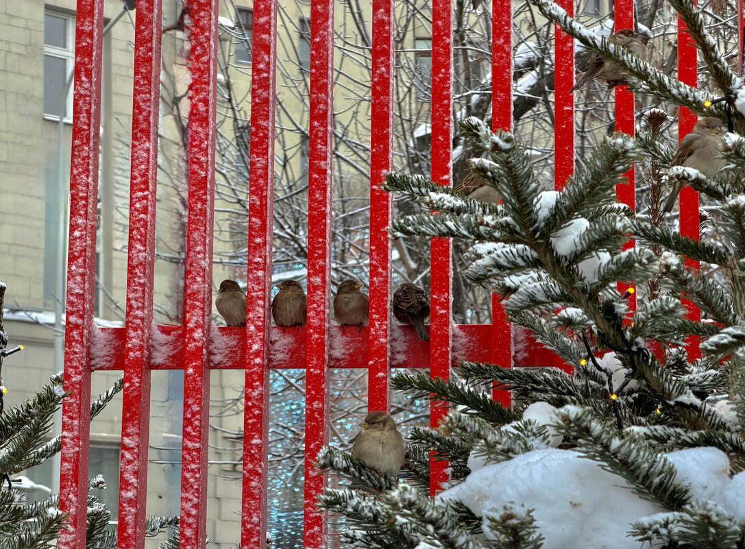 Воробьиный слет. - Любовь 