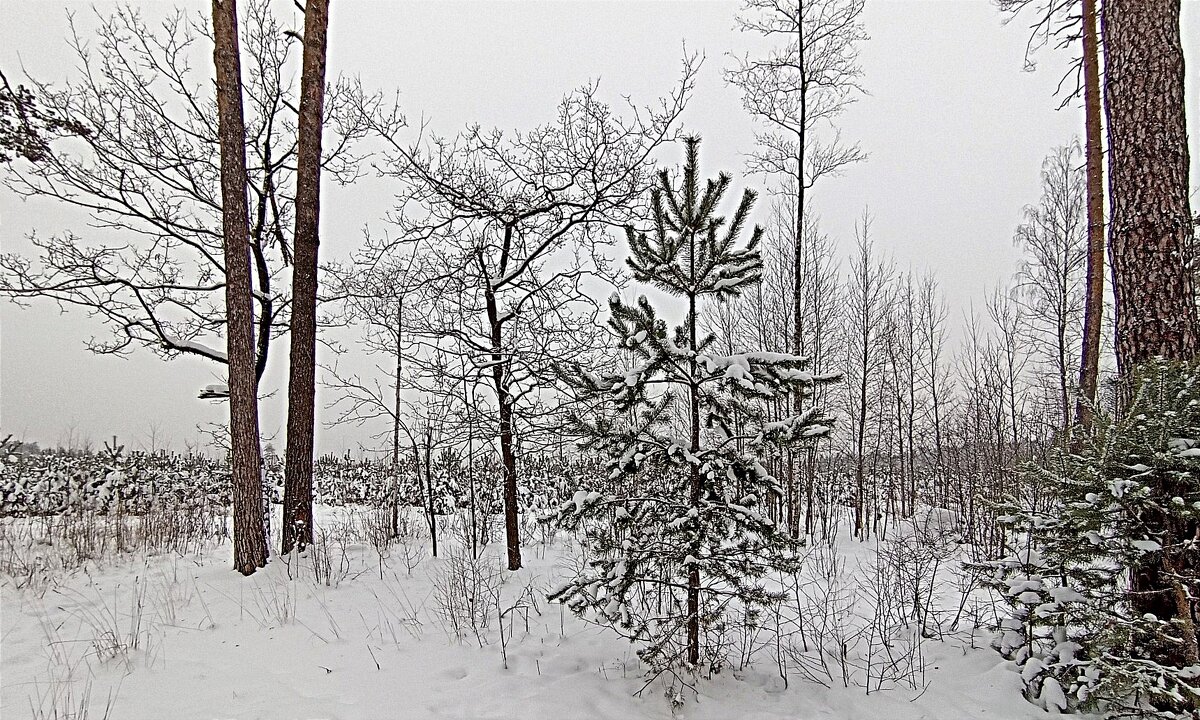 Зима за городом - Татьяна Тюменка