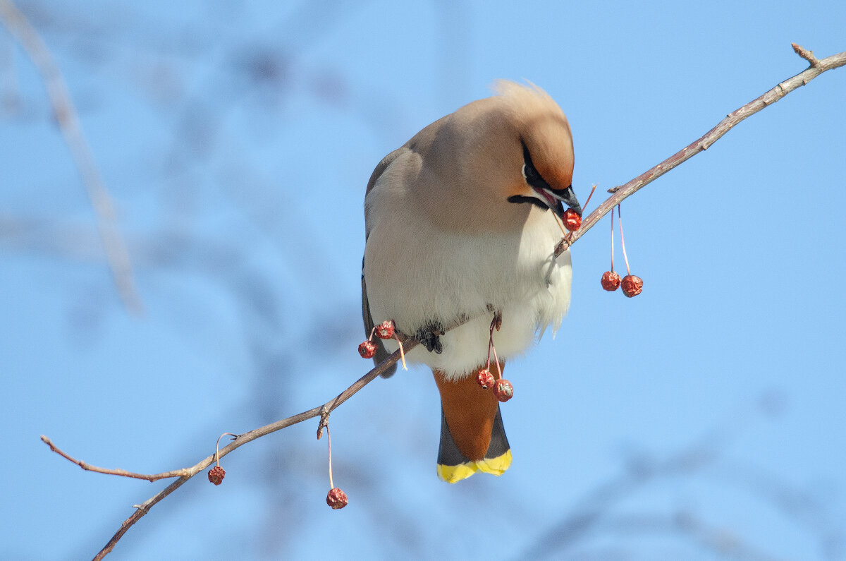 Свиристель - Виктор Иванович Чернюк Свиристель - Виктор Иванович Чернюк