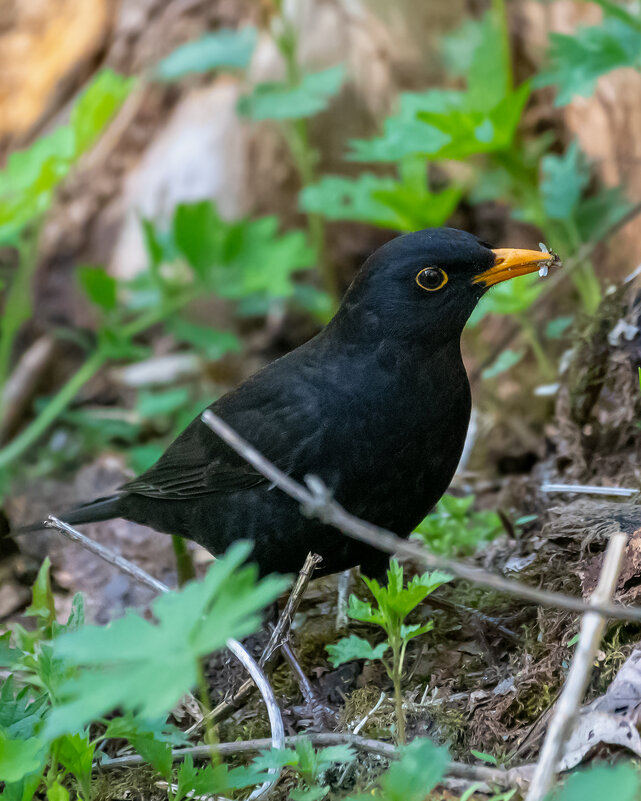 Черный дрозд - Владимир Лазарев