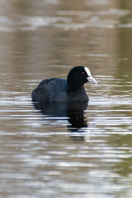 Лысуха - Владимир Лазарев
