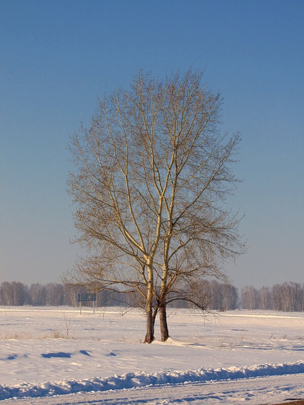 Танец посреди зимы. - nadyasilyuk Вознюк