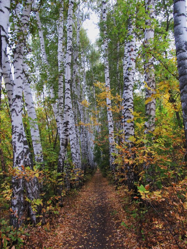 сентябрь в берёзовой аллее - Елена Шаламова сентябрь в берёзовой аллее - Елена Шаламова