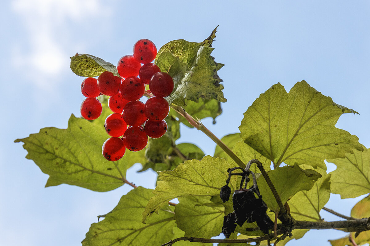 Риддер - Дмитрий 