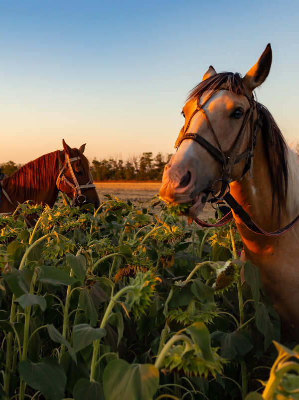 Вечерняя прогулка - Андрей C