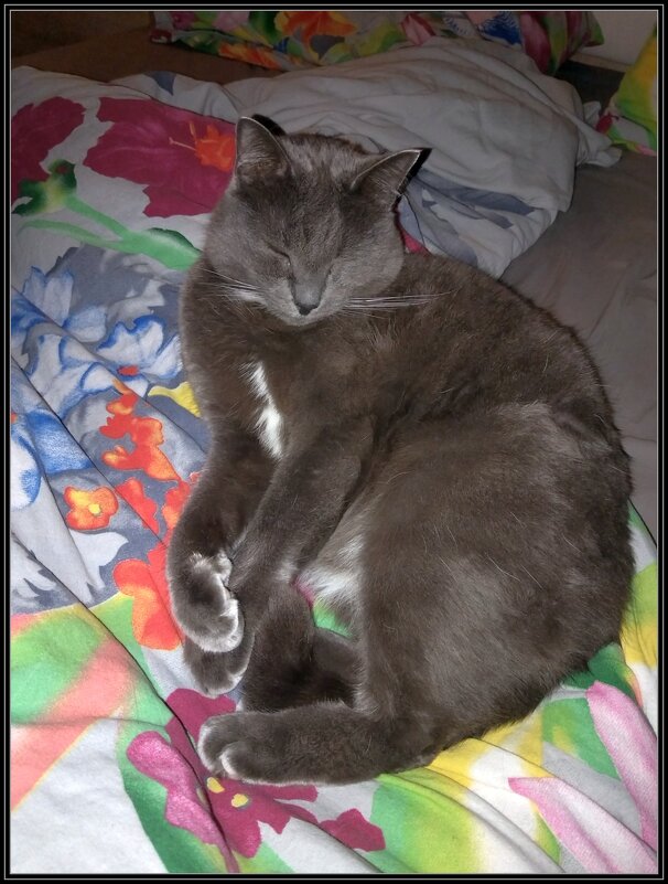 Басик - Ольга Довженко