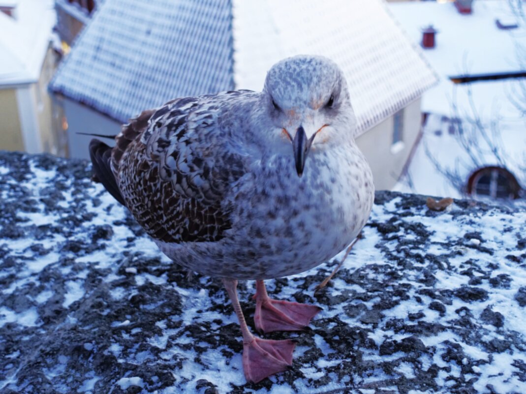 Совсем замёрз.. - Aida10 Совсем замёрз.. - Aida10