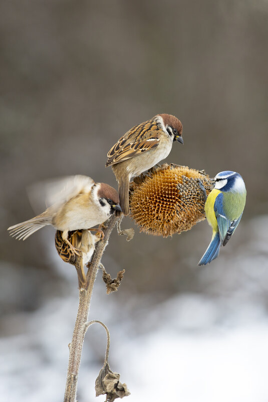 *** - Валерий Черняк