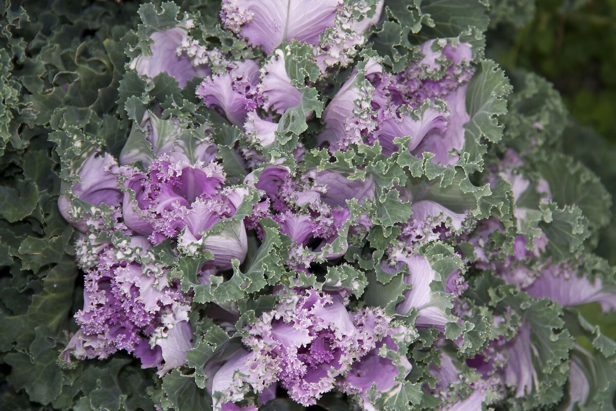 Крупным планом . - Виктор 