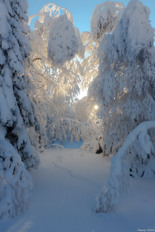 Заячья стежка - Евгений Тарасов 