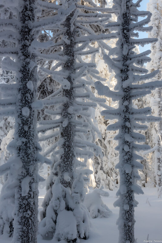 Елки - Евгений Тарасов 