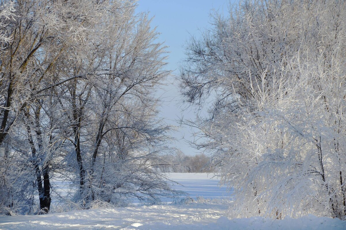 По-зимнему прозрачный лес,  укутан звонкой тишиной... - Надежда Куркина 
