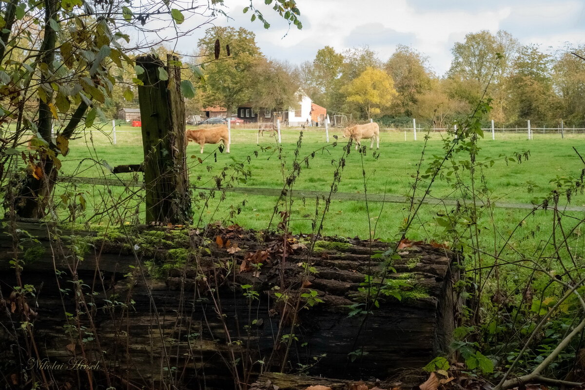 На лугу пасутся... - Николай Гирш