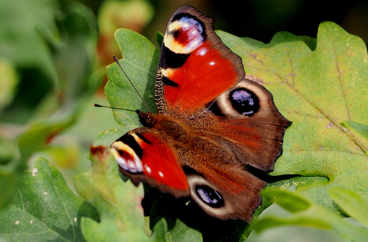 опять про бабочек...289 - Александр Прокудин опять про бабочек...289 - Александр Прокудин