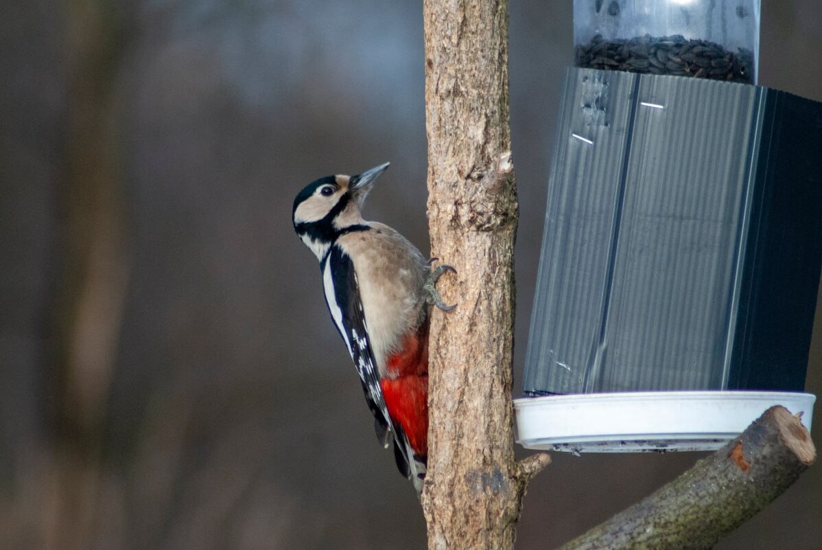 Большой пестрый дятел - Roman 