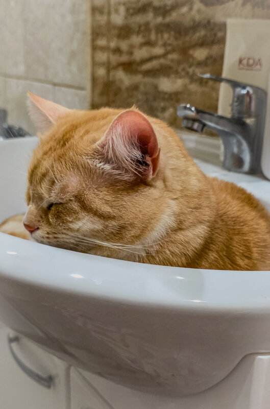 когда очень устал - Ольга Косачова