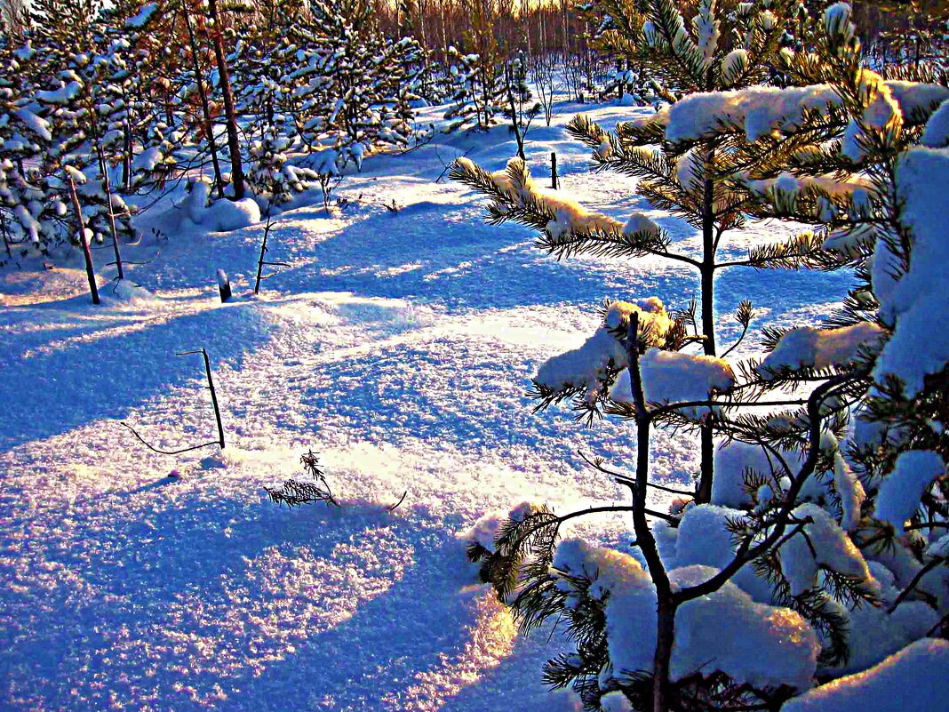 Февраль...Весна света на верховом болоте! - Владимир 