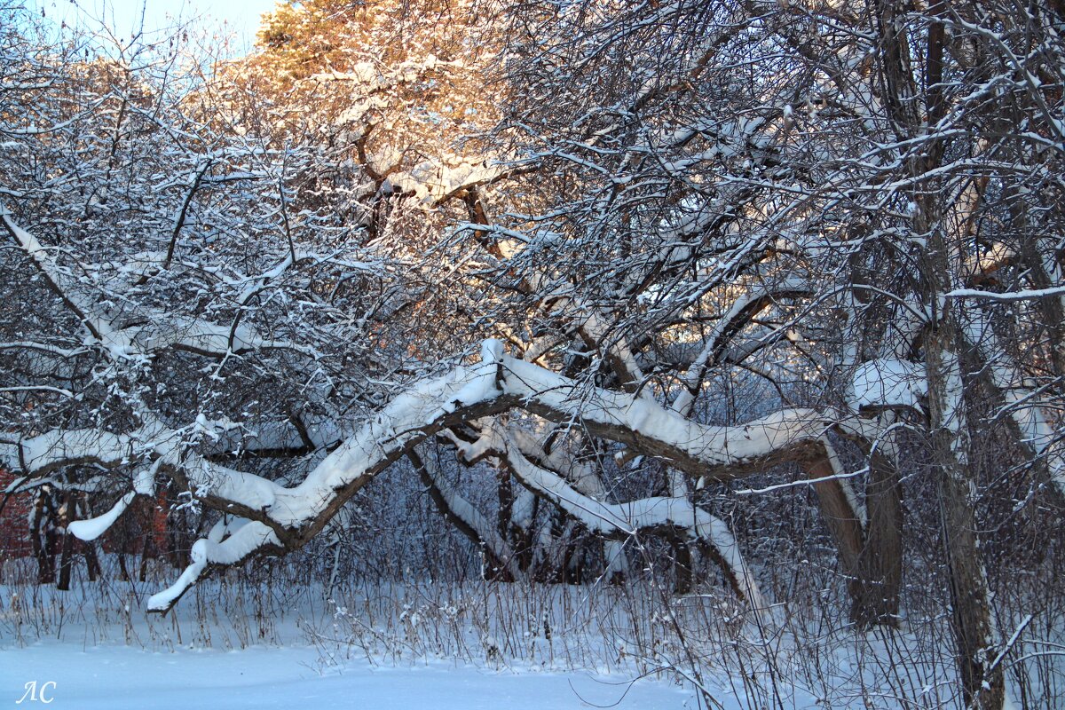 Январское утро - Любовь Сахарова