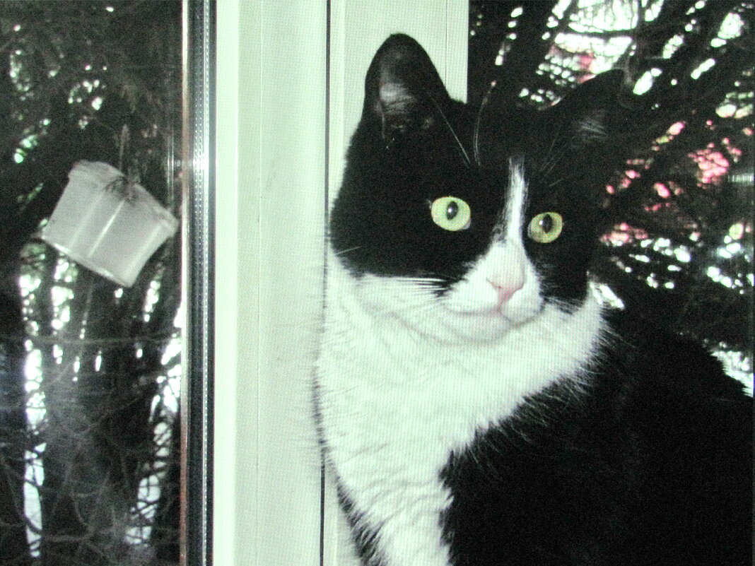 Не мешай мне за птичками наблюдать - Людмила Смородинская