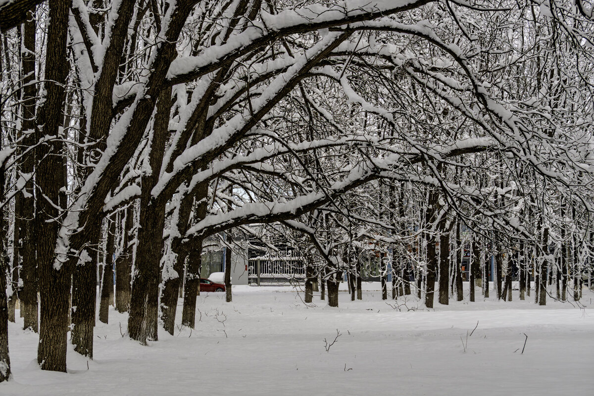 Городской парк - Игорь Сикорский