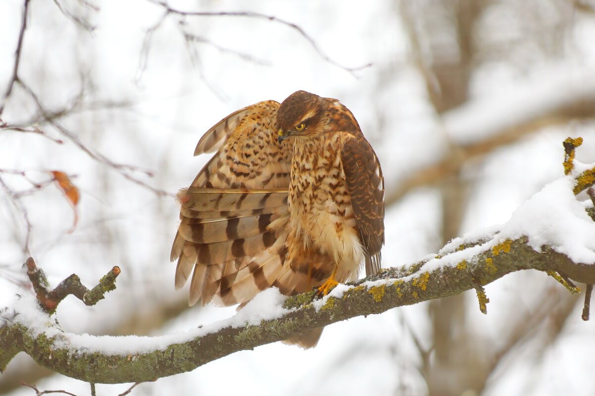 Есть зарядка для хвоста и для крыльев есть зарядка. - Татьяна Бравая