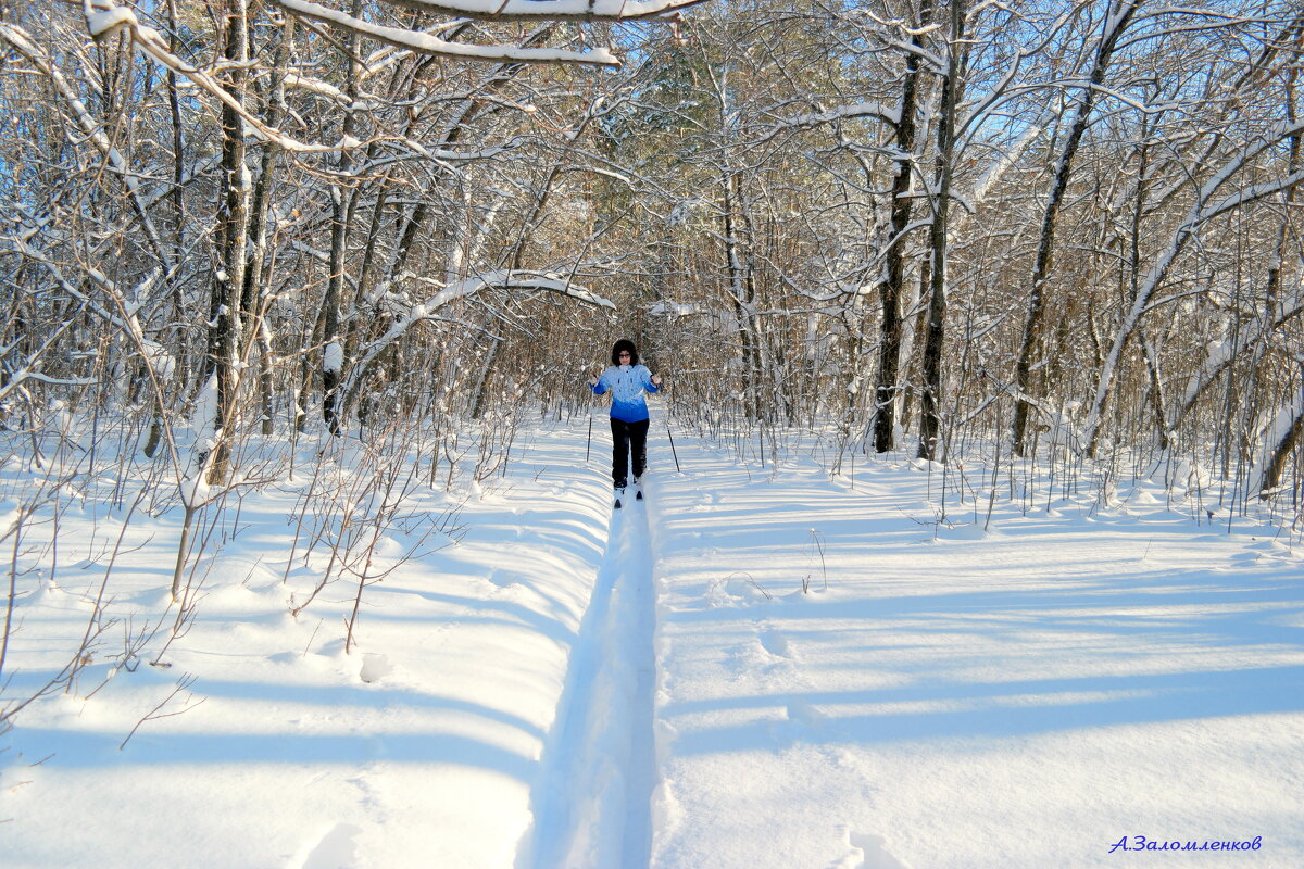 На лыжных прогулках в январе... - Андрей Заломленков