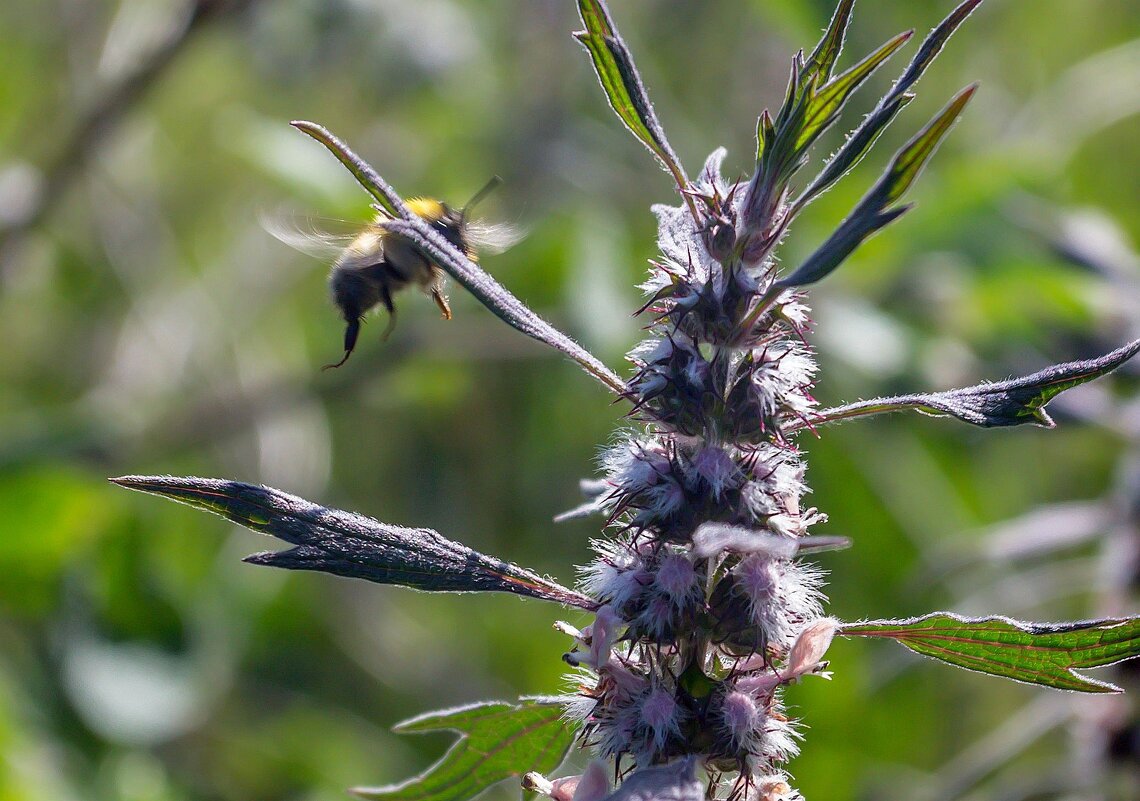 Краски лета. г. Миасс, поселок Селянкино. - Алексей Трухин