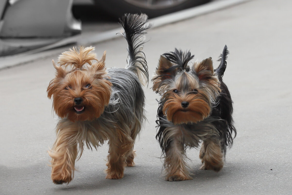 Los Bandidos - Игорь Шевченко