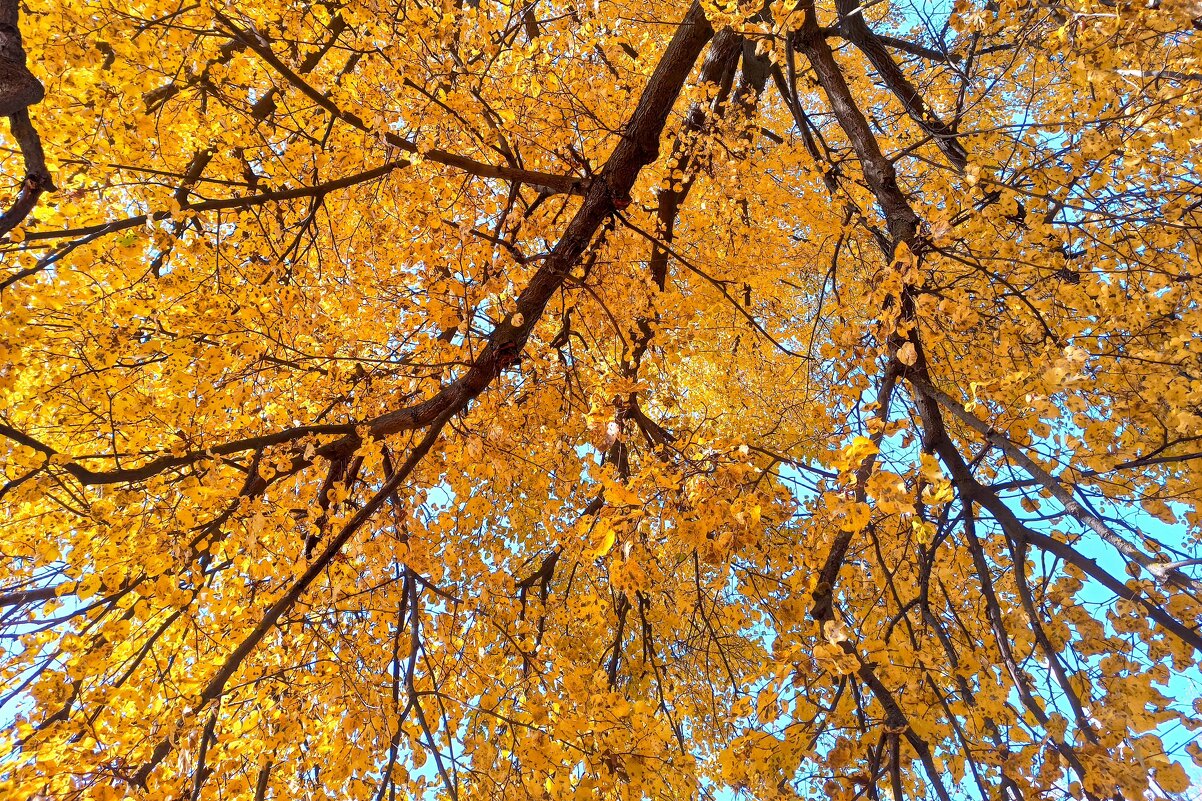 Над нами листья летят в синеву. - Alexandr Gunin