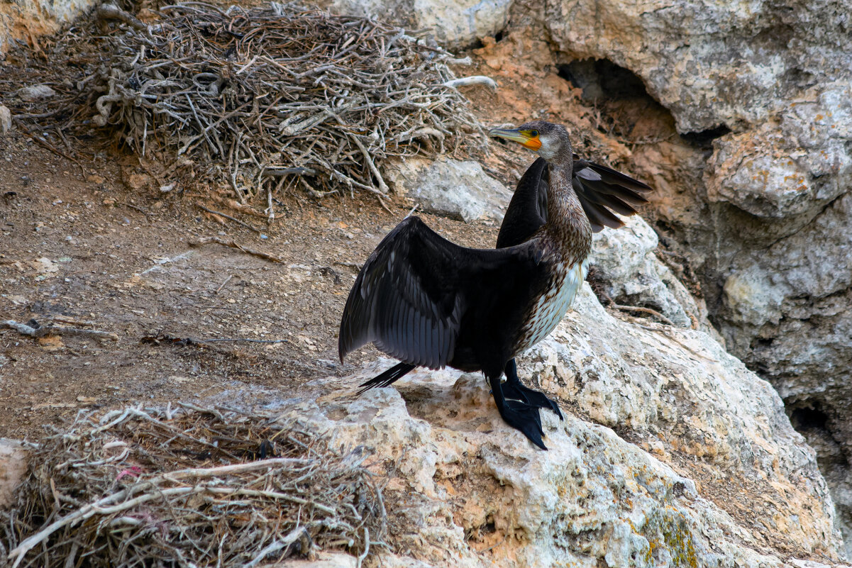 сушится - Виталий Емельянов