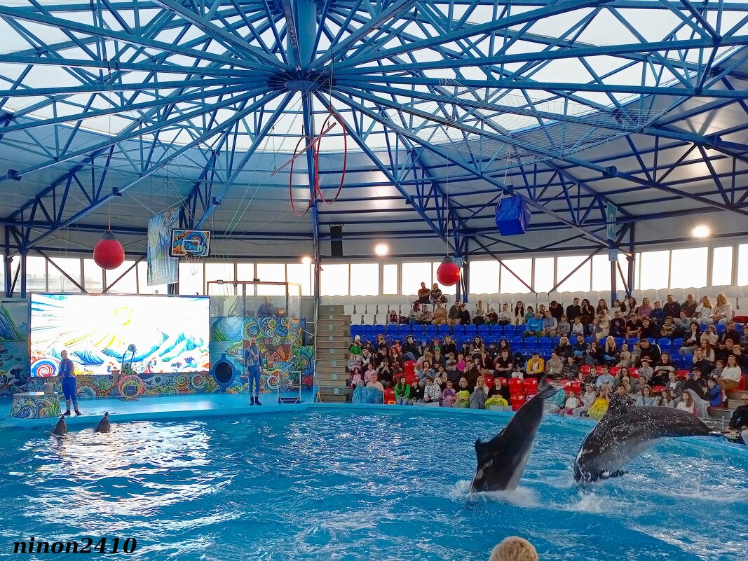 Адлер... Сочи Парк... шоу дельфинов... - Нина Бутко