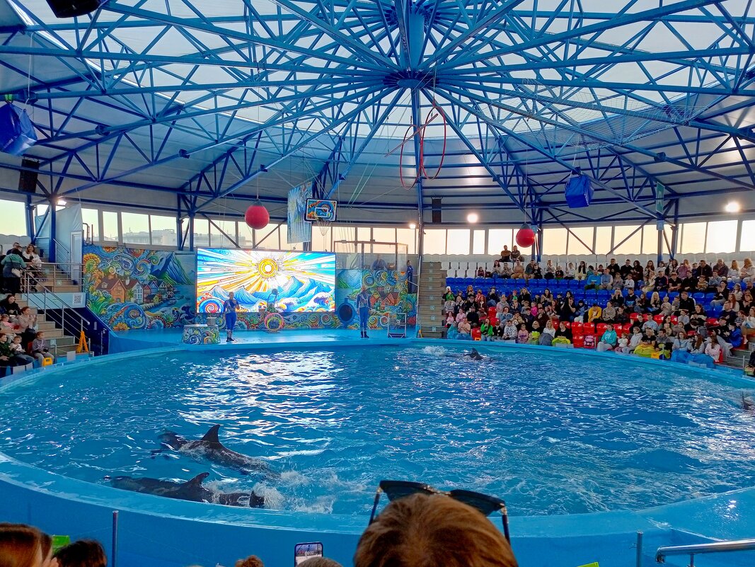 Адлер... Сочи Парк... шоу дельфинов... - Нина Бутко