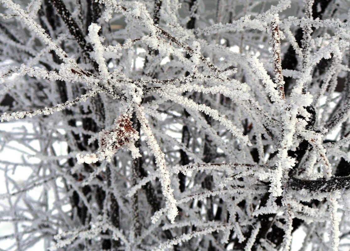 Иней - Сергей Карачин