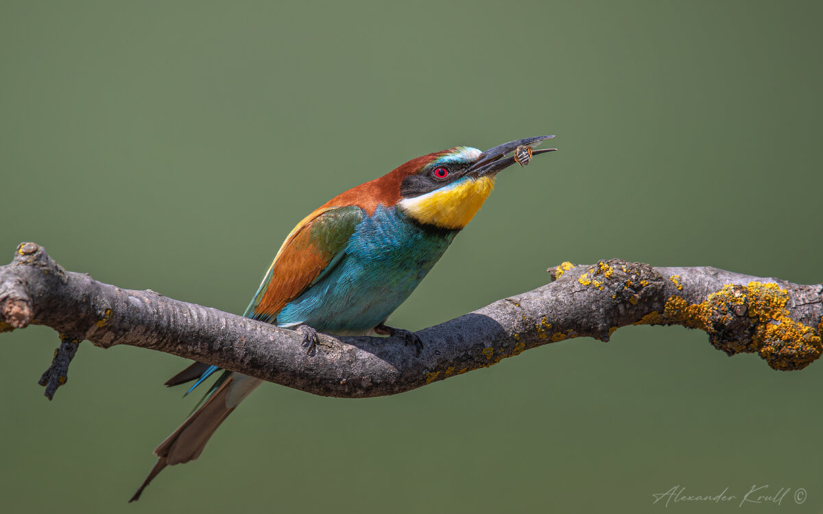 Пчела на перекус - Александр К. Пчела на перекус - Александр К.