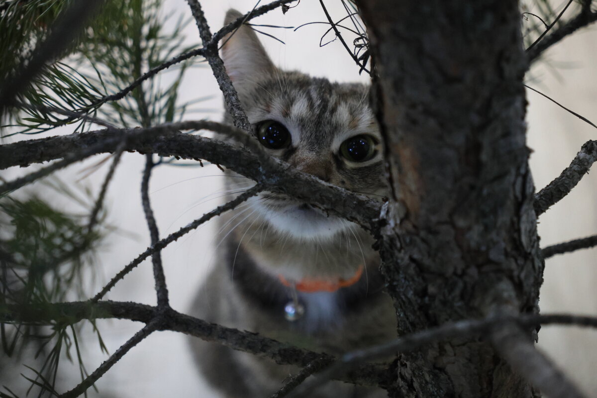 котик - Гульфина Булатова