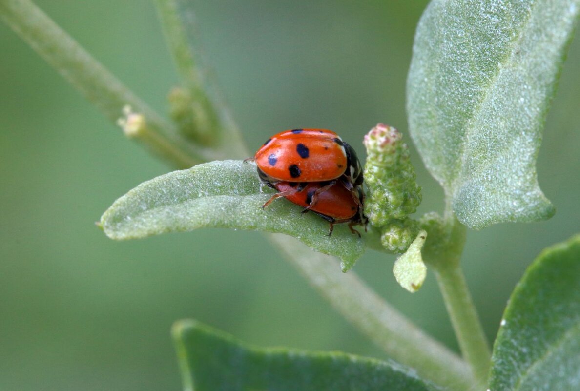 Лето - Юрий Варюхин 