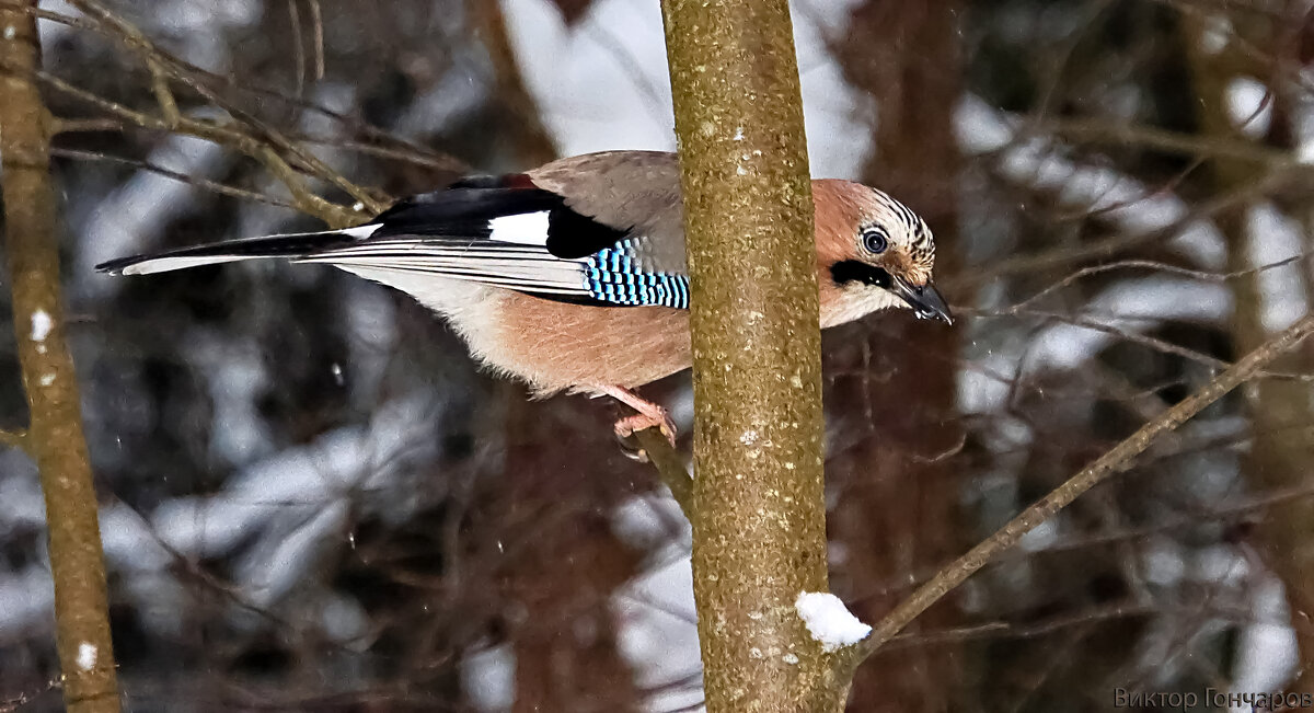 Сойка - Laryan1 