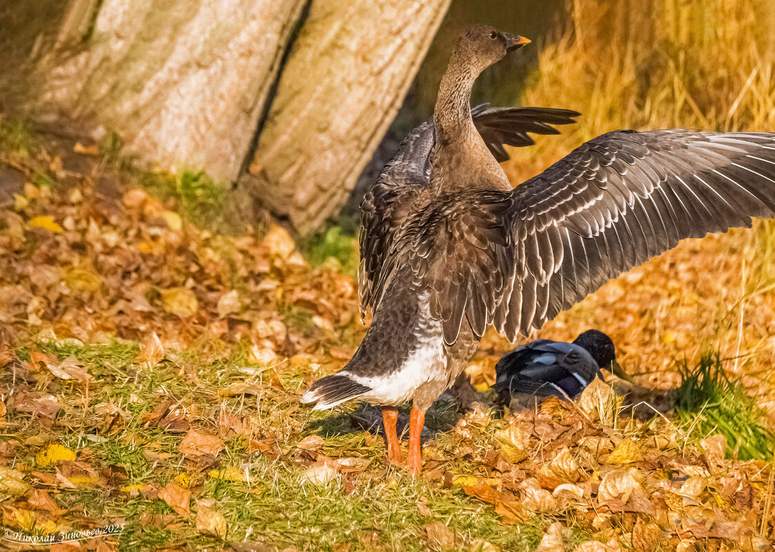 Гусь-гуменник в парке Ухты, прибившийся к стае уток, демонстрирует подготовку к взлету - Николай Зиновьев