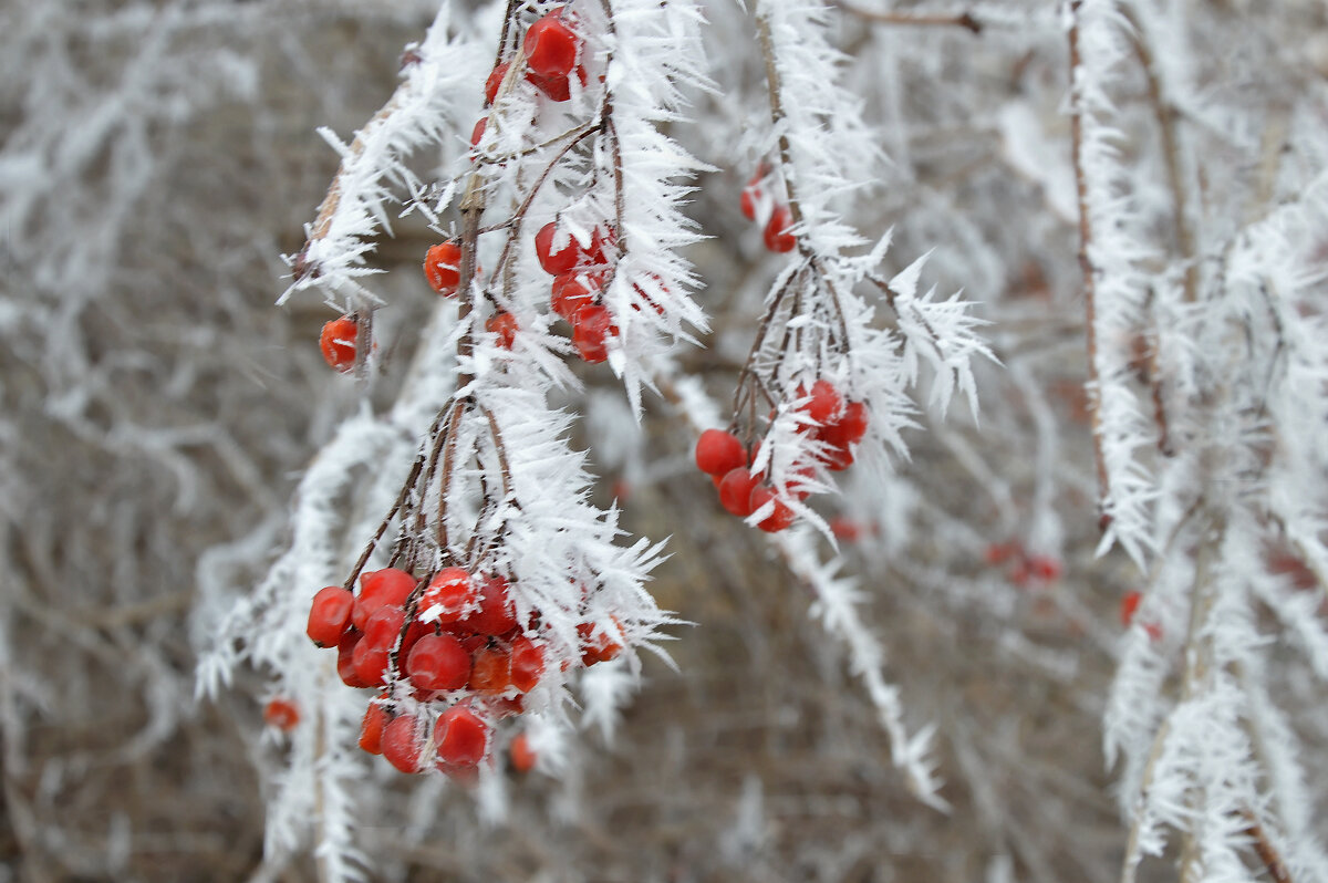 ...в инее гроздья калины.... - Надежда Куркина 