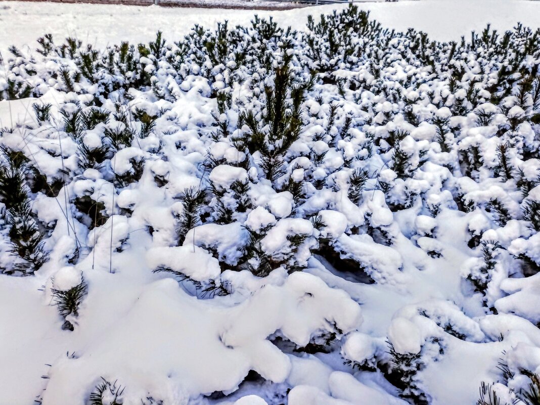 Снег-снежок - Veera V