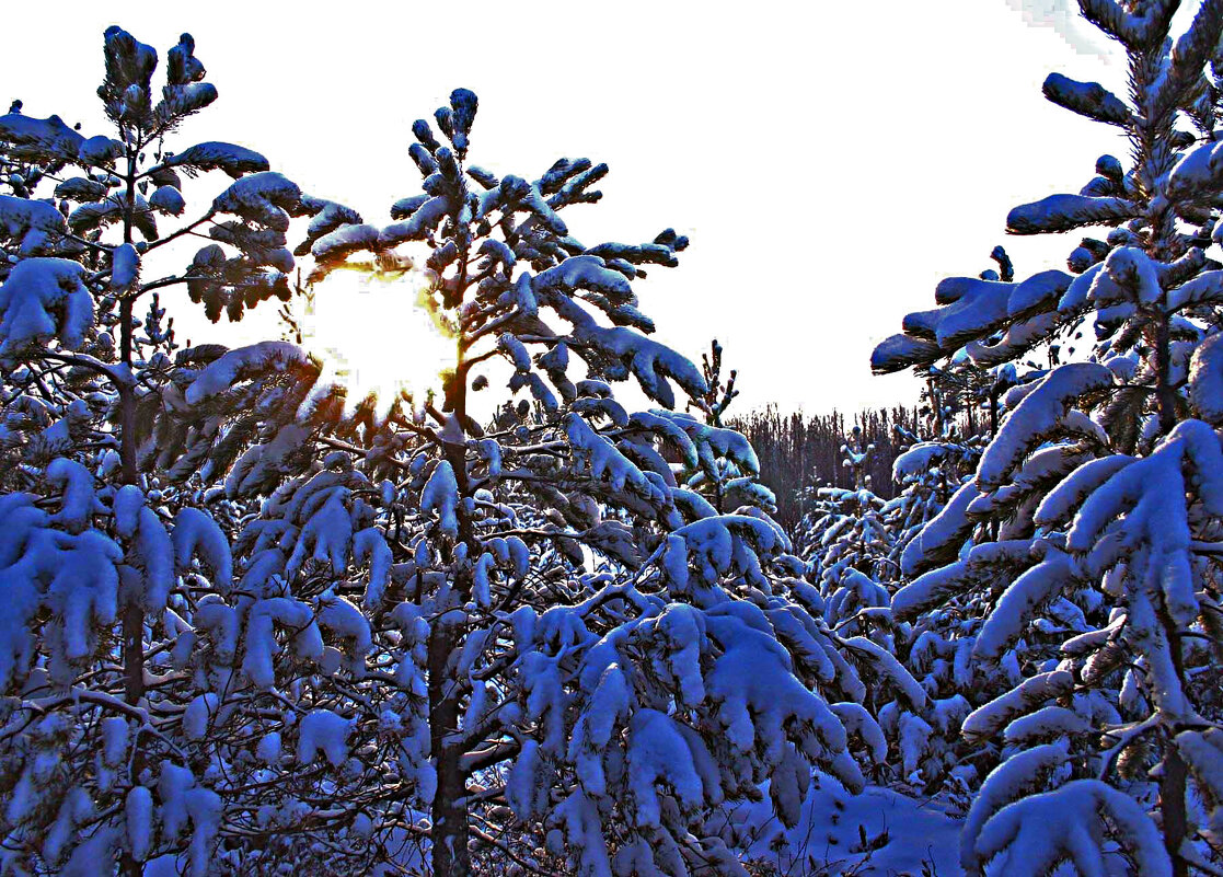 Утро января в молодой тайге! - Владимир 