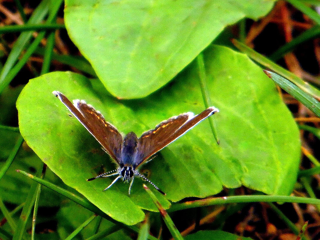 Голубянка. - nadyasilyuk Вознюк