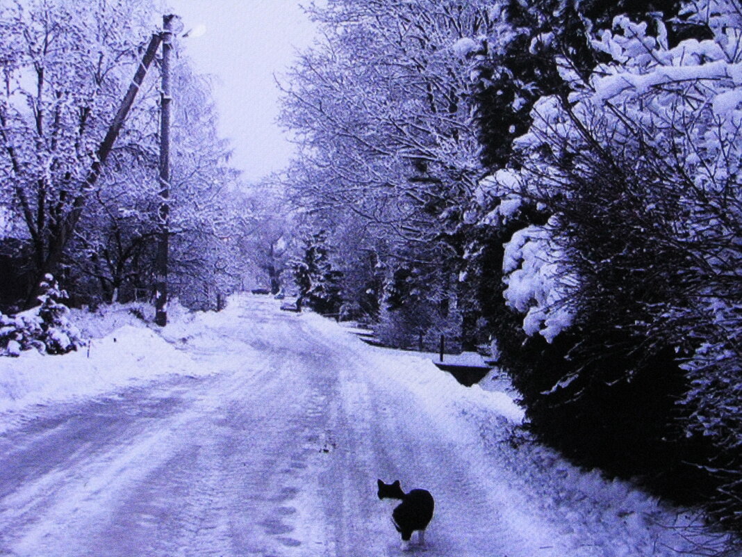 Моя зимняя улица - Людмила Смородинская Моя зимняя улица - Людмила Смородинская