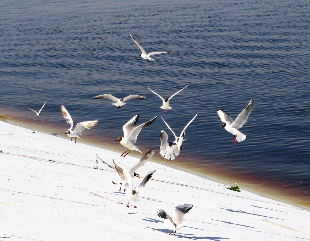 Чайки - Лариса С.