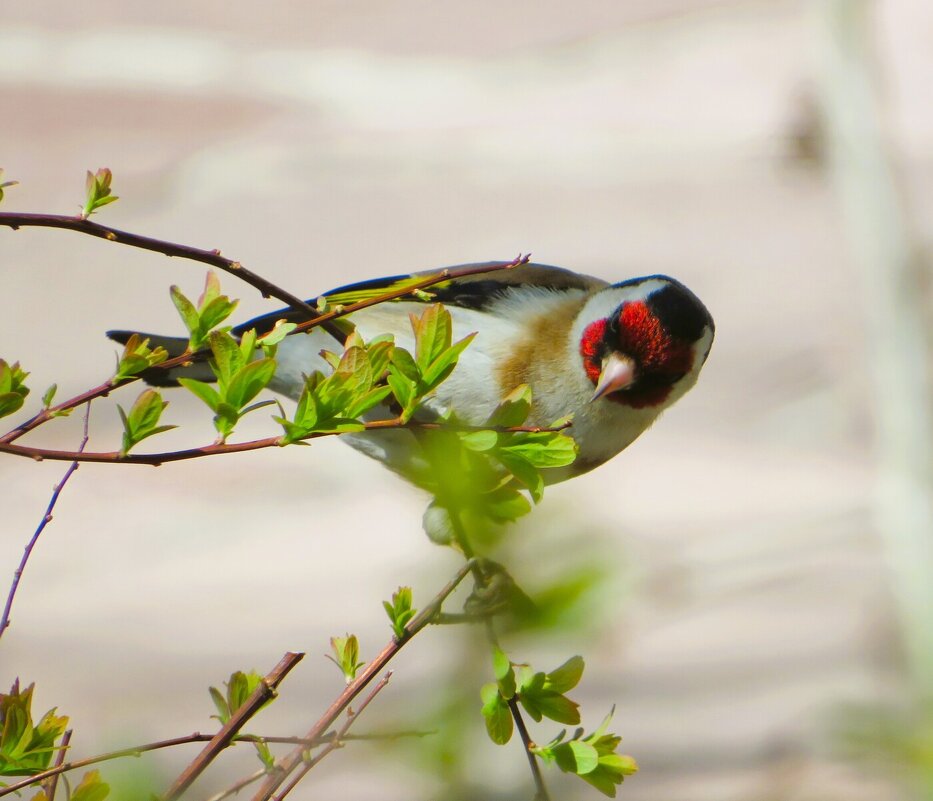 Щегол - Лариса С. Щегол - Лариса С.