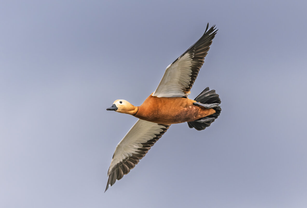 огарь в полете. - юрий макаров